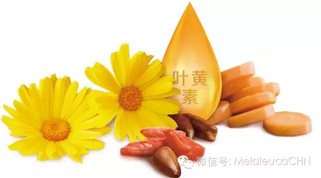 视界健康新篇章，探索眼营养的奇妙之旅